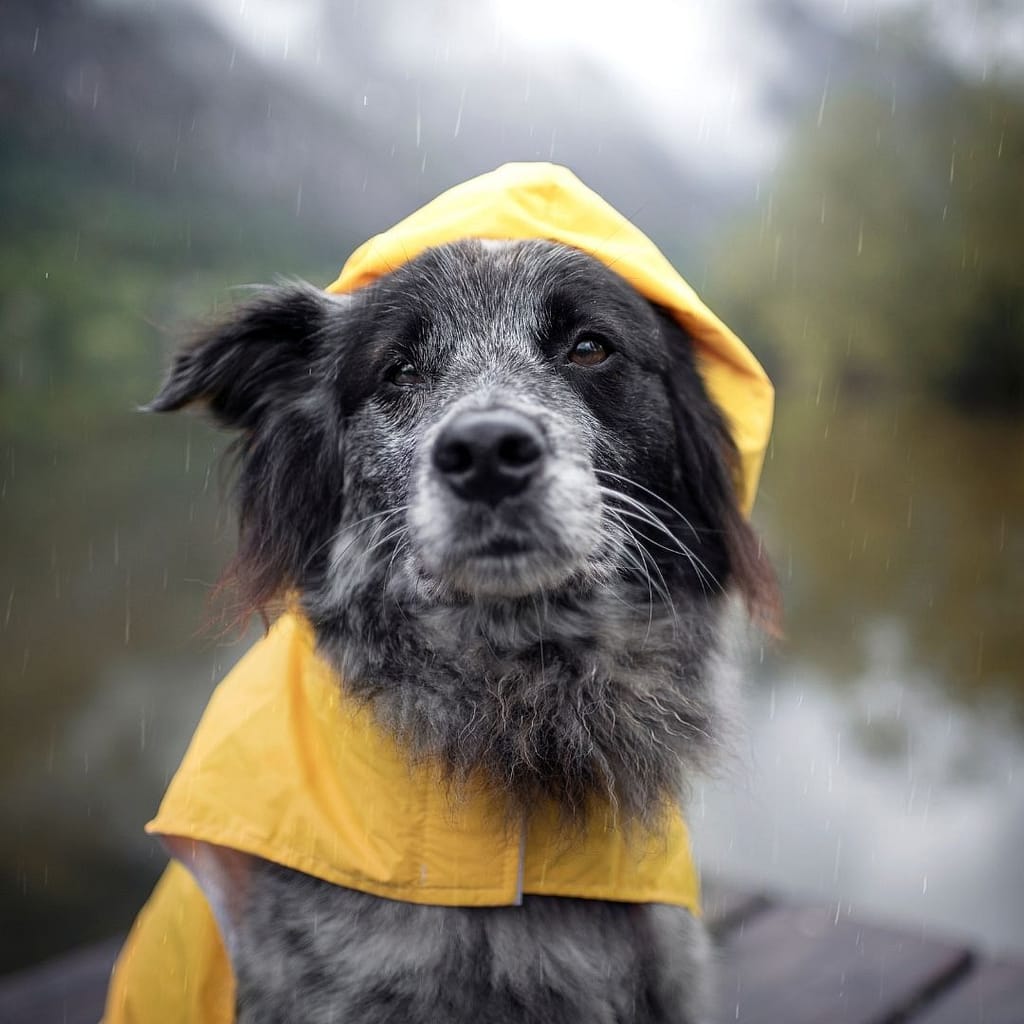 rain dog 1